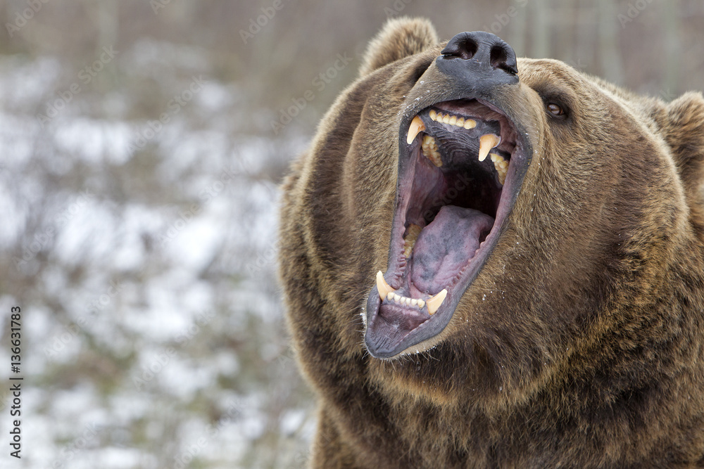 Ursus arctos horribilis / Ours brun / Grizzly - obrazy, fototapety, plakaty 