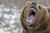 Fototapeta  - Ursus arctos horribilis / Ours brun / Grizzly