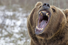 Ursus Arctos Horribilis / Ours Brun / Grizzly