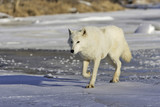 Fototapeta Psy - Canis lupus arctos / Loup arctique