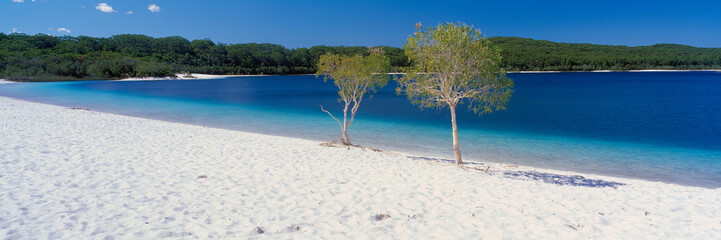 Wall Mural - Fraser Island's Lake McKenzie