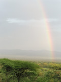 Fototapeta Tęcza - Rainbow over savanna plain at dawn. Serengeti National Park, Tanzania, Africa. 
