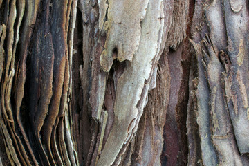 Wall Mural - The bark of a young coastal redwood tree, Sequoia sempervirens, partly covered with moss- texture or background