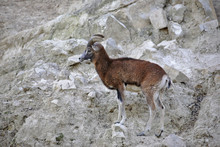 Ovis Gmelini Musimon Var. 'Corsicana' / Mouflon De Corse