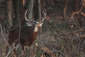 Wall Mural - Odocoileus virginianus / Cerf de Virginie / Cerf à queue blanche