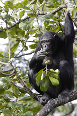 Wall Mural - Pan troglodytes / Chimpanzé