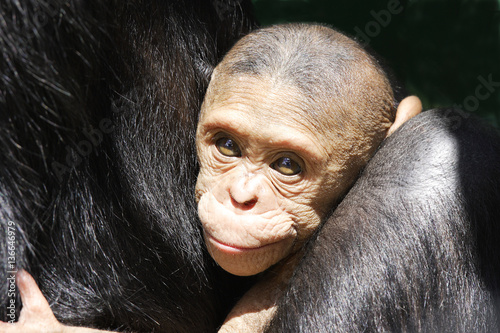 Zdjęcie XXL Pan troglodytes / Chimpanzee