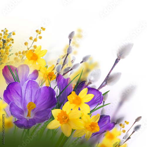 Naklejka na szybę Blue and yellow crocus and snowdrops with willow. Butterflies on the background of spring flowers ..