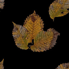 background seamless texture made hawthorn dry pressed isolated r