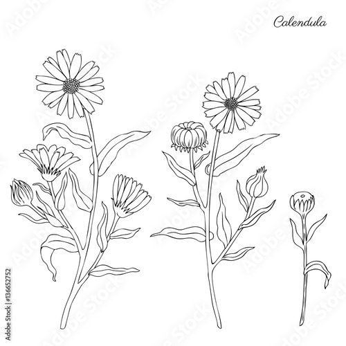 Calendula Flower Isolated On White Background Botanical Hand Drawn Doodle Sketch Marigold Vector Illustration For Design Package Tea Cosmetic Natural Medicine Greeting Card Wedding Invitation Buy This Stock Vector And Explore