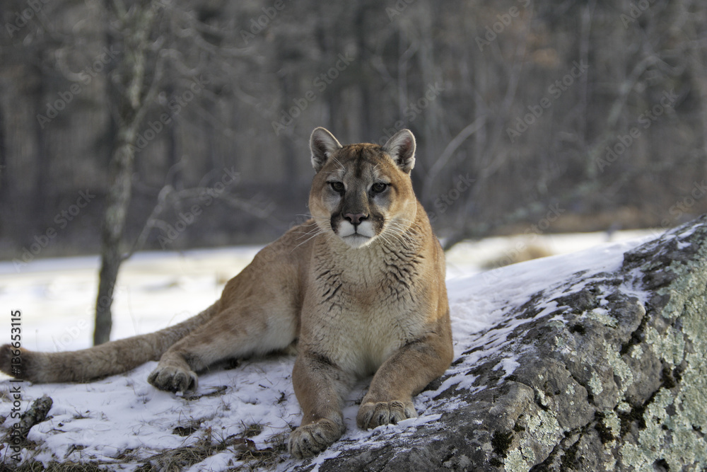 Puma concolor / Puma / Cougar, obrazy, fototapety, plakaty -  BajeczneObrazy.pl