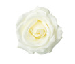 canvas print picture - White rose   isolated on white background.