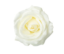 White Rose   Isolated On White Background.
