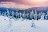 Fototapeta Niebo - winter landscape trees in frost 