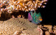 Colourful green parrot fish hiding under coral