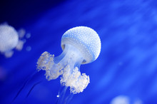 Australian Spotted White Jellyfish Floating In Genoa Aquarium, Italy