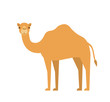  cartoon camel in flat style on white background