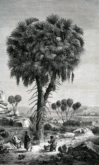  Illustration/ Hyphaene thebaica / Palmier doum d'Egypte