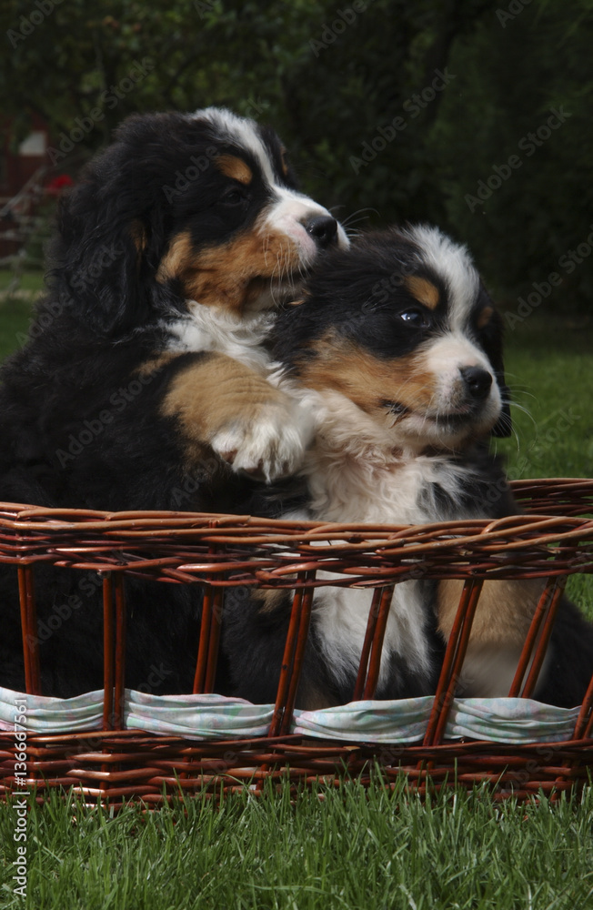 Photo Art Print Chien Race Bouvier Bernois Europosters