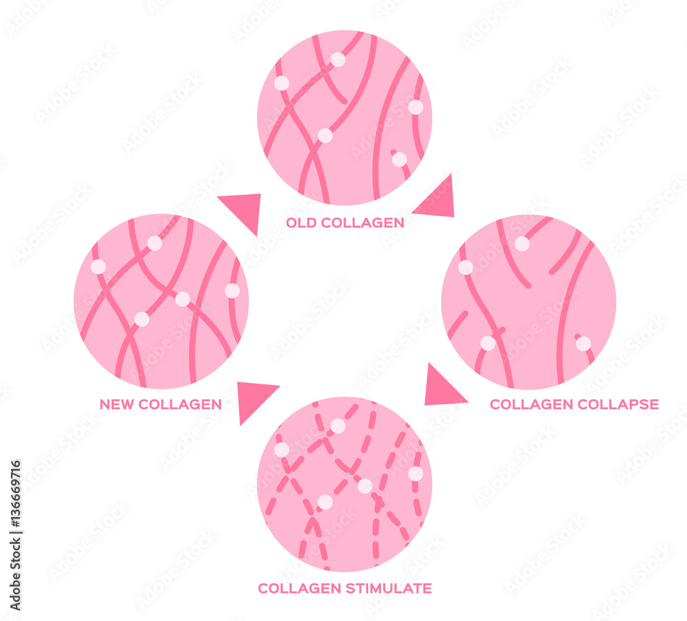 life cycle of the collagen in human skin vector Stock Vector | Adobe Stock
