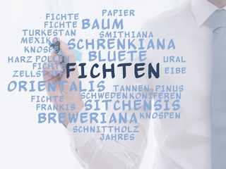 Canvas Print - Fichten