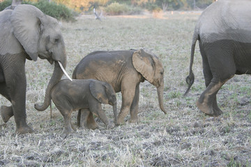 Wall Mural - Loxodonta africana / Eléphant d'Afrique