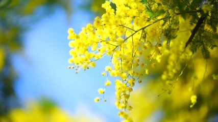 Fotomurales - Mimosa. Spring flowers Easter background. Blooming mimosa tree over blue sky. Full HD 1080p video footage