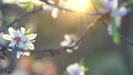 Fotomurales - Blooming spring tree over sun. Beautiful Easter nature scene with blooming almond tree. Full HD video 1080p