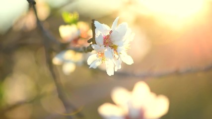 Fotomurales - Blooming spring tree over sun. Beautiful Easter nature scene with blooming almond tree. Full HD video 1080p