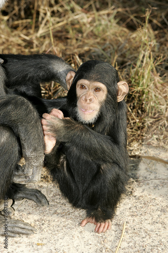 Zdjęcie XXL Pan troglodytes / Chimpanzee