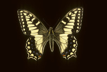 Papilio Hospiton / Machaon Corse