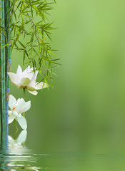 Wall Mural - fleurs de lotus et bambous 