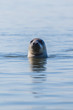 Portrait of a grey seal