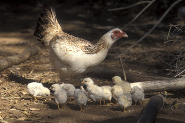 Wall Mural - Poule / Poussin