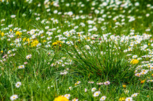 Yellow Dandelion And White Clover Flowers