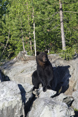 ursus arctos / ours brun