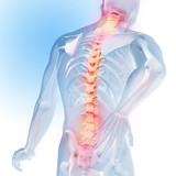 Fototapeta  - Concept of spine pain. Transparency of the skeleton and body. 3d medical anatomical illustration.