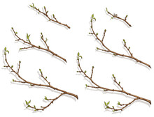 Tree Branches With Buds And Leaves