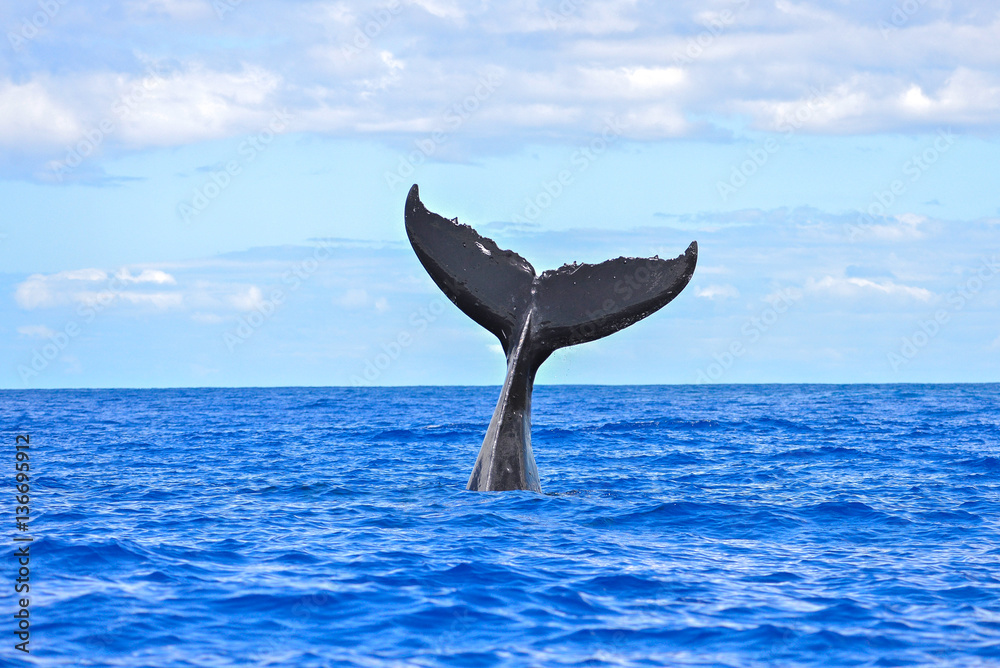 Humpback whale diving, tail out of the sea  - obrazy, fototapety, plakaty 