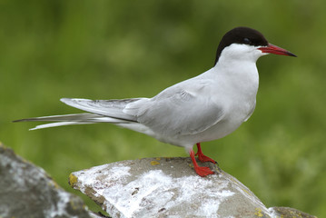 Canvas Print - Sterna hirundo / Sterne pierregarin / Hirondelle de mer