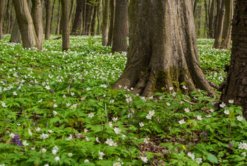 Spring flowers in forest