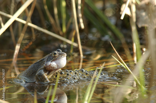 Fotomural Rana temporaria / Grenouille rousse