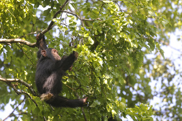 Wall Mural - Pan troglodidytes / Chimpanzé