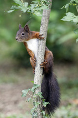 Canvas Print - Sciurus vulgaris / Ecureuil roux