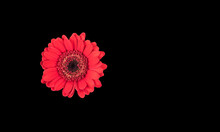 Isolated Red Gerbera (gerber Daisy) On Black Background.