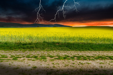 Canvas Print - rape field in the storm