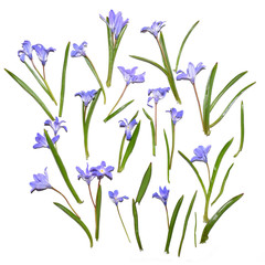 Wall Mural - Blue snowdrop flowers. Springtime beautiful photo background.