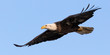 Bald Eagle Flyover