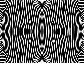 Zebra. Animal background