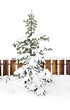 winter fir tree hand drawn illustration